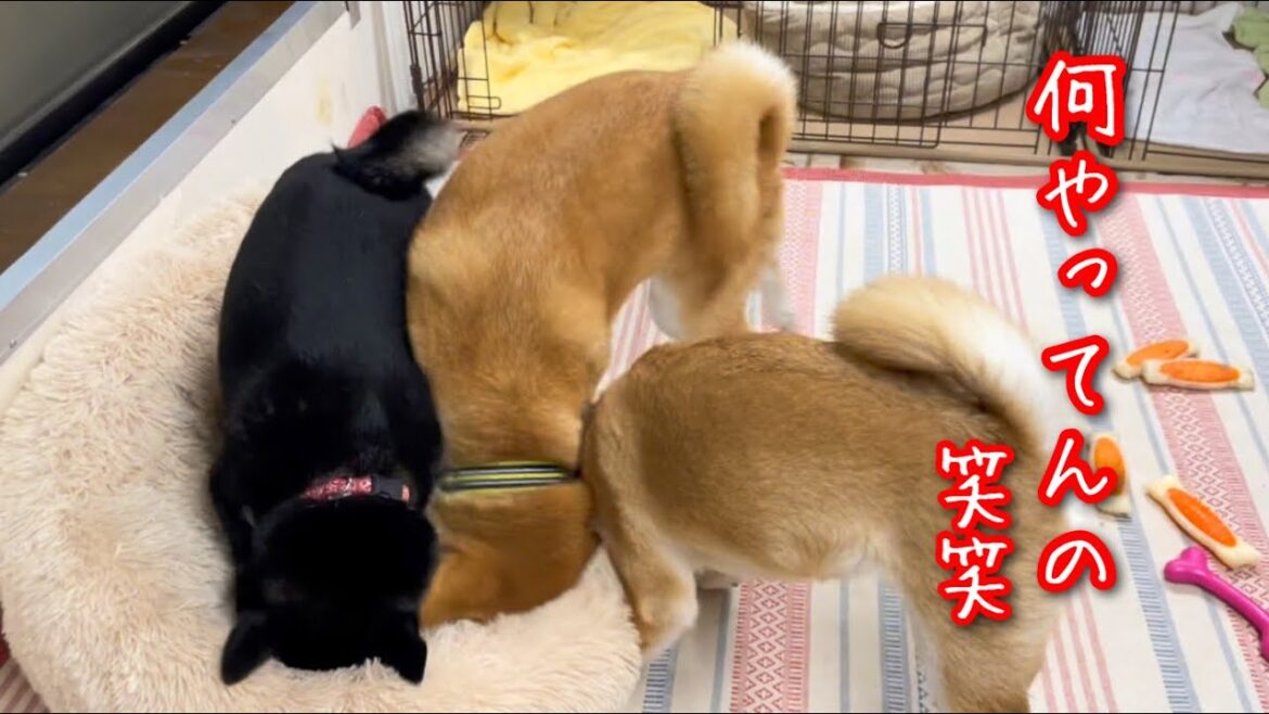 モフモフベッドが好き過ぎて壊れる柴犬トリオが可愛いw