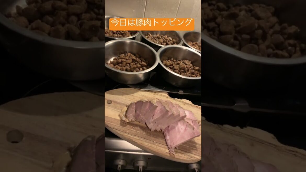 今日のディナートッピング豚肉！#doglife #多頭飼い #ジャーマンシェパード #shorts #shepherd #グローネンダール #ホワイトスイスシェパード #ミニチュアピンシャー