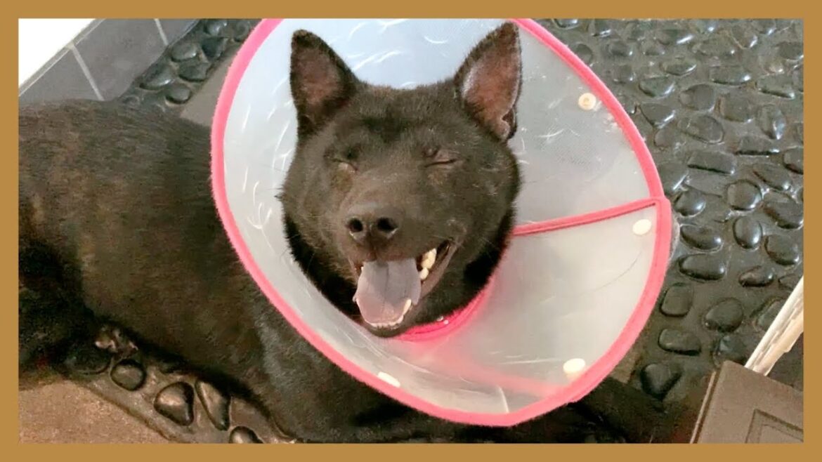 【甲斐犬】まるで赤ちゃん！眠すぎて家中を走りまくる子犬が可愛すぎる