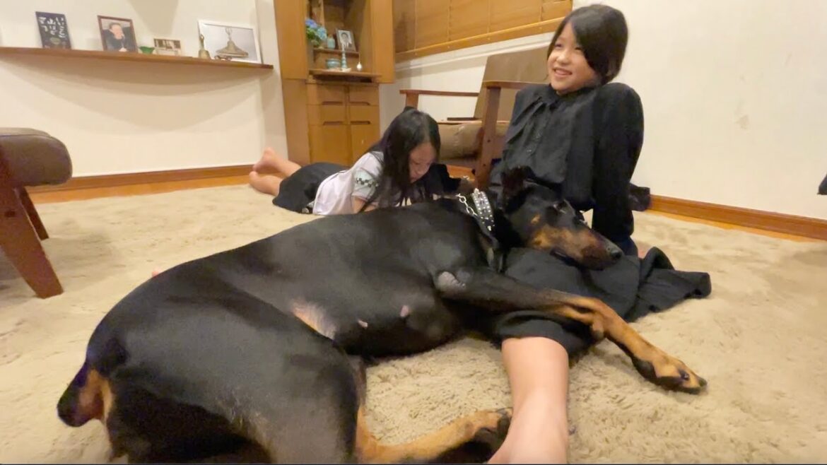 長女の膝の上で甘えるドーベルマン