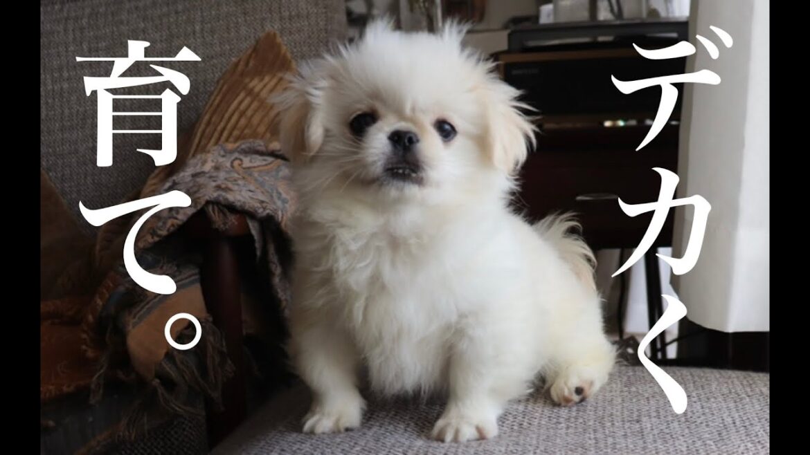 生後3ヶ月の子犬ペキニーズと暮らし始めて1ヶ月が経ちました【ムーチョ】-Pekingese- 生後3ヶ月の子犬ペキニーズと暮らし始めて1ヶ月が経ちました【ムーチョ】-Pekingese-