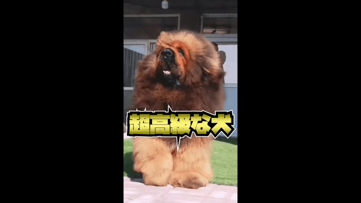 【2億円の犬!?】中国の超富裕層が飼う高級犬 #shorts