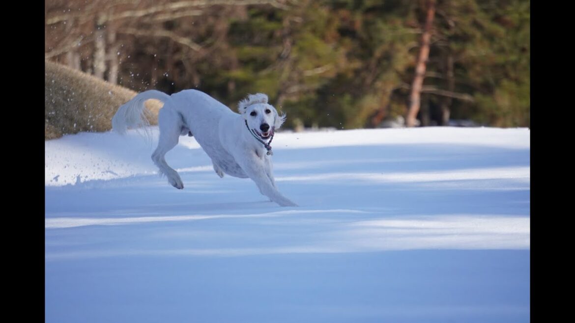サルーキ！目も良いけれど耳も良い♪（Saluki）