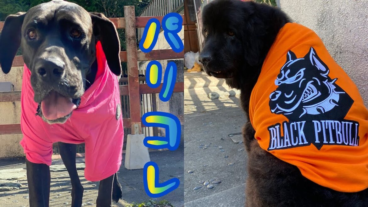 オシャレな超大型犬[カラーギャング]？ ラッパー ニューファンドランド グレートデン  大型犬服 超大型犬服 渡辺ボス 多頭飼育 犬好き 大きい犬 ブラックピットブル