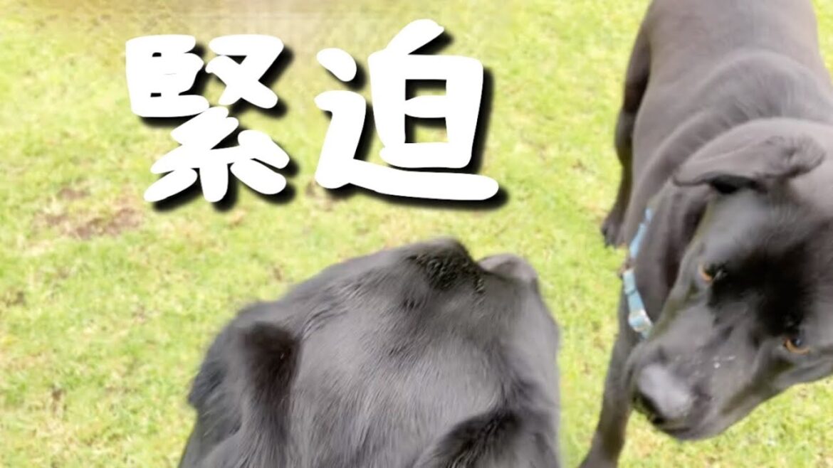 相手を傷付けず正当防衛をした愛犬が最高にカッコよかった【ラブラドールレトリバー】 相手を傷付けず正当防衛をした愛犬が最高にカッコよかった【ラブラドールレトリバー】
