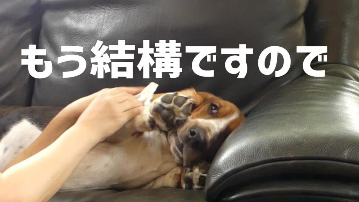 きれいって何？　ゆるだるバセットハウンドの耳そうじ