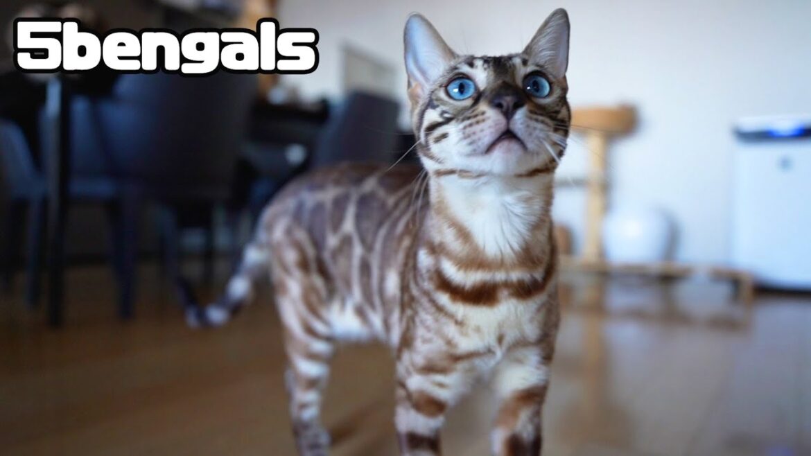 甘えん坊すぎたベンガル猫がこちらです 甘えん坊すぎたベンガル猫がこちらです