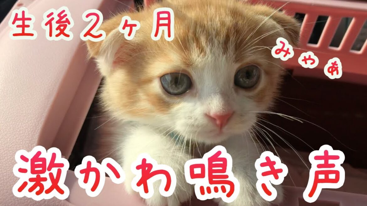 【スコティッシュフォールド　子猫　鳴き声】生後二ヶ月の赤ちゃん子猫のお迎え。初日から鳴き声でメロメロに！first day of picking up baby kitten