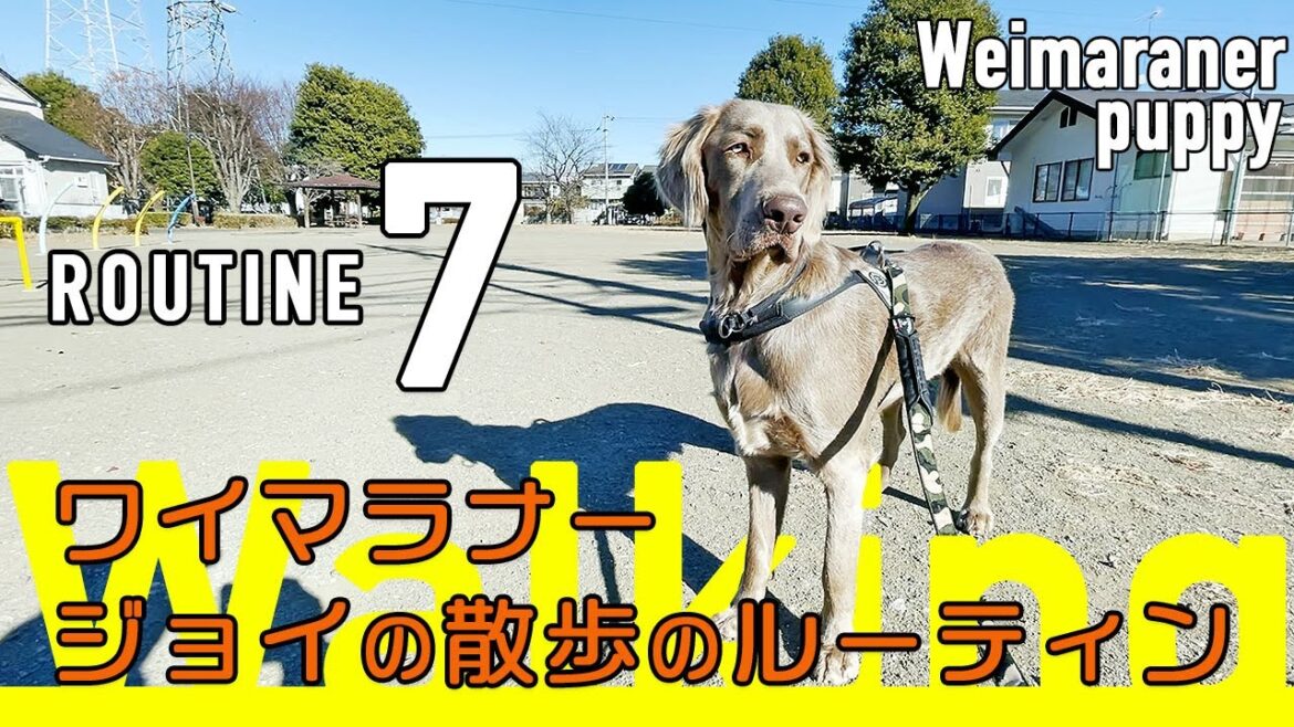 【大型犬の散歩ってどんな感じ？】ワイマラナーが散歩に行くときの「７つのルーティン」
