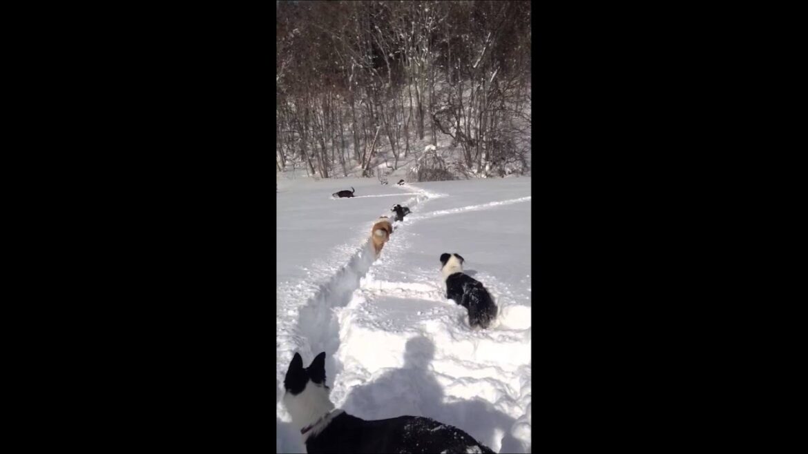 2013/1/5 犬連れスノーシュートレッキング