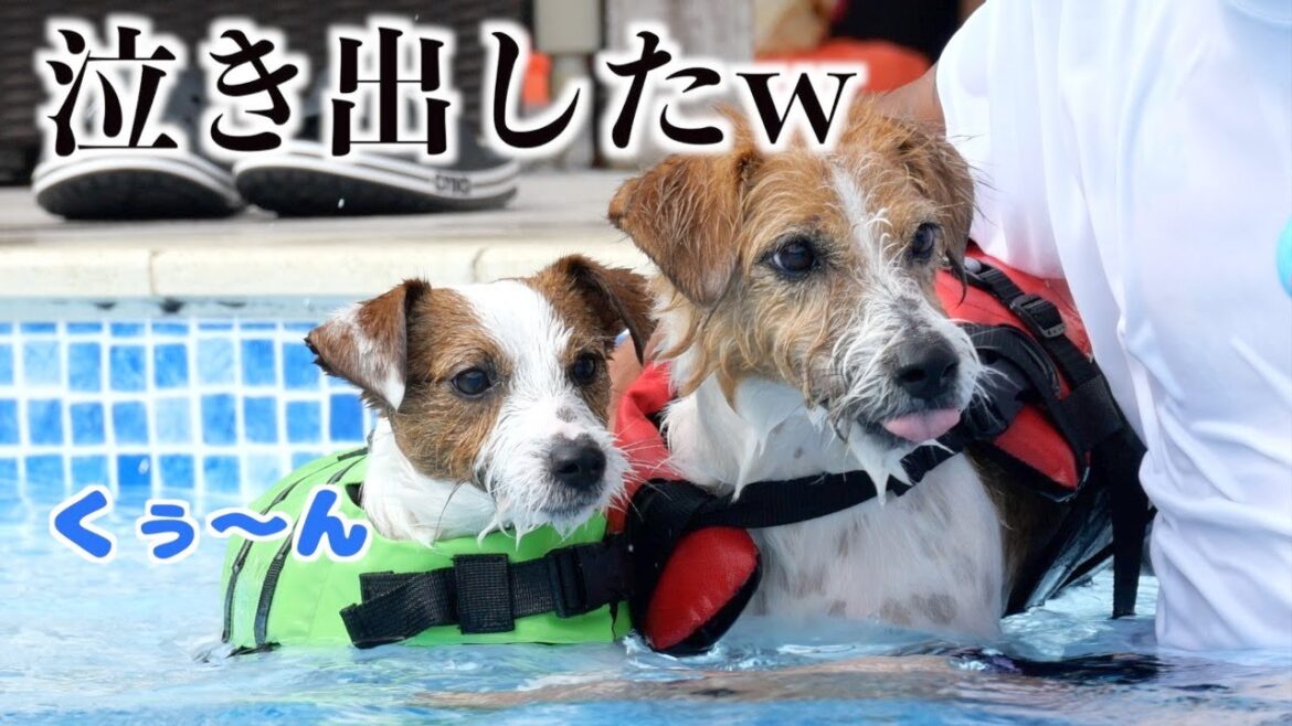 【ボール取り競争】勝てないからとうとう泣き出した弟子犬/ジャックラッセルテリア/多頭飼 【ボール取り競争】勝てないからとうとう泣き出した弟子犬/ジャックラッセルテリア/多頭飼