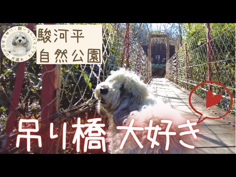 【散歩】「ワイルドだろ〜」ぽち大満足!揺れる吊り橋&川で水遊び 【散歩】「ワイルドだろ〜」ぽち大満足!揺れる吊り橋&川で水遊び