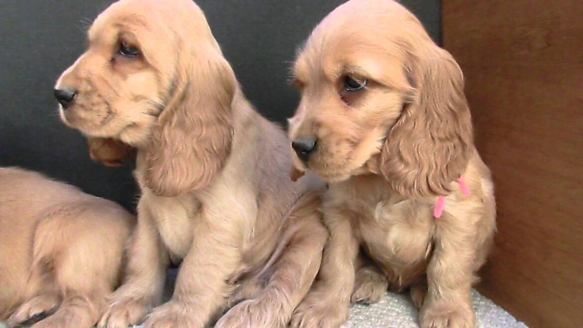 イングリッシュ・コッカースパニエル