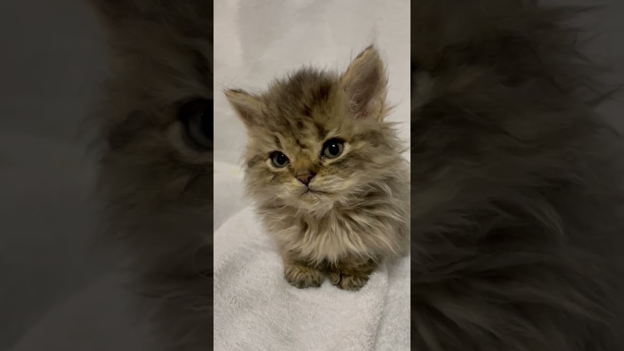 セルカークレックス 珍しい猫種セルカー君♪ Pets WACOCA JAPAN People, Life, Style