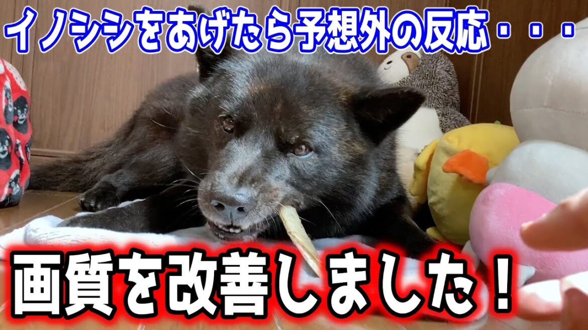 甲斐犬、イノシシで野生の本能が騒ぐ