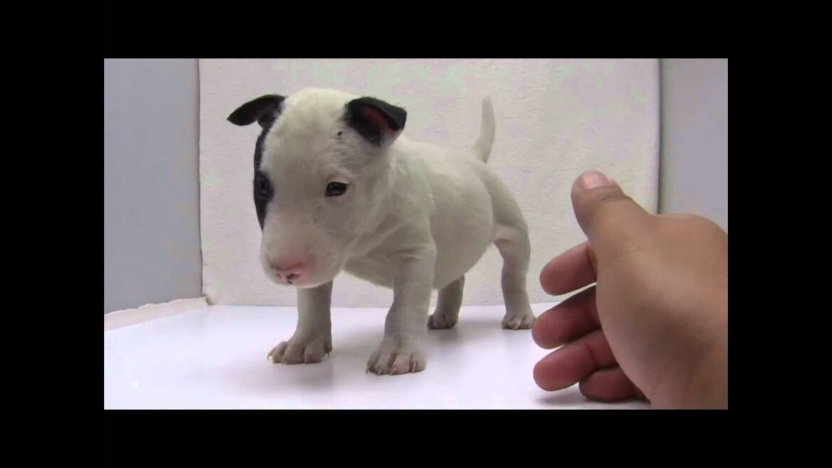 ミニチュアブルテリアの子犬05