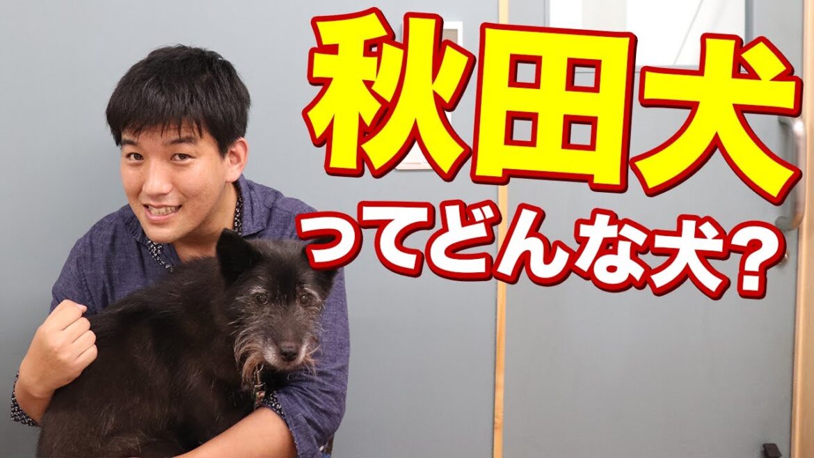 【犬種紹介】秋田犬ってどんな犬？特徴や注意点など！