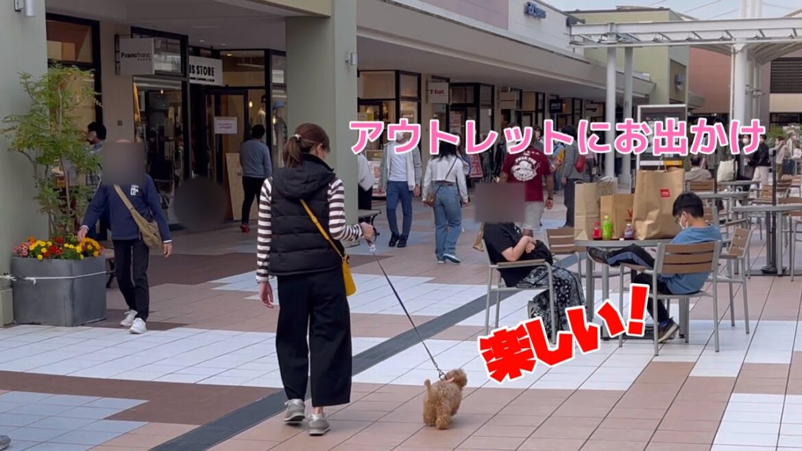 初めてのアウトレットに大喜びの犬がこちらｗ【トイプードル】友達とも会いました