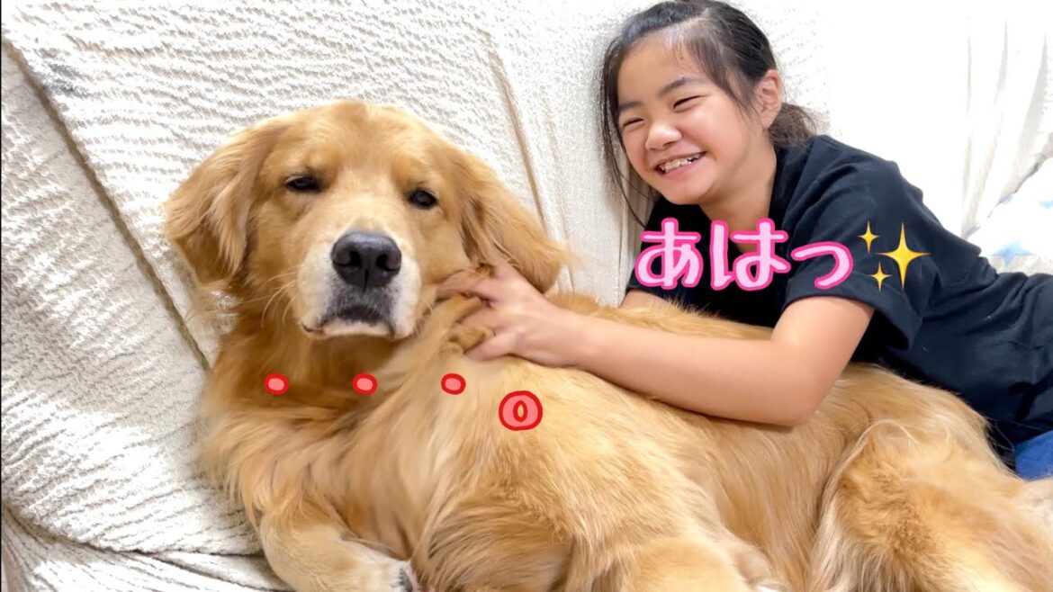 イジる姉に起こされて、つい本音が顔に出てしまった大型犬の表情【ゴールデンレトリバーとミニチュアダックスフンド】