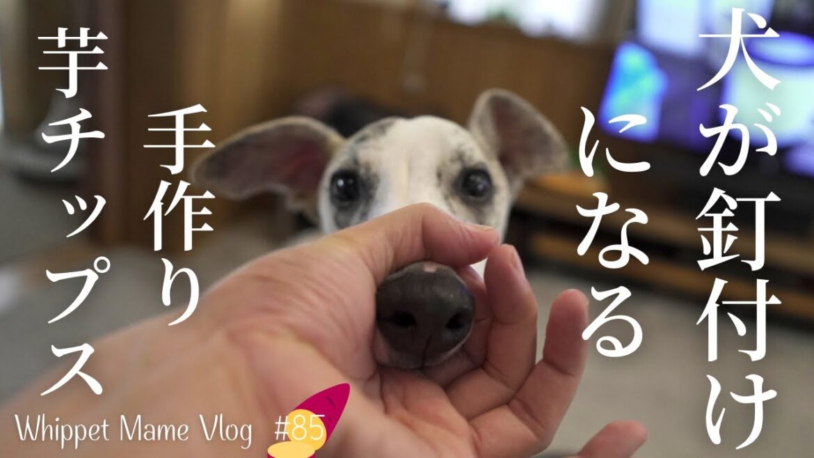 手作り芋チップス欲しさに可愛いすぎるスヌートをする愛犬　＃85