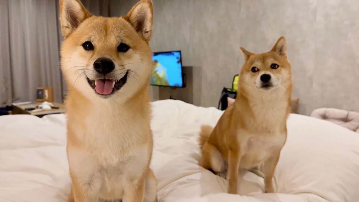 長崎から生配信🐶20時〜21時