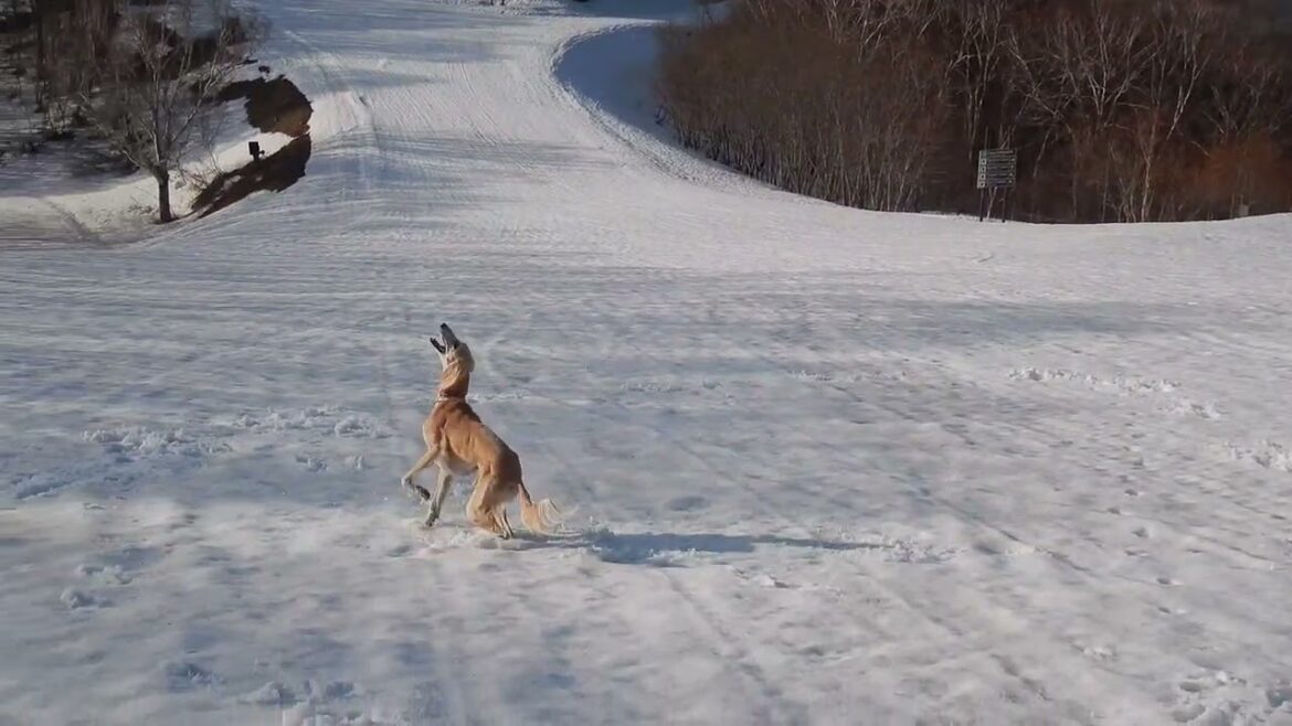 サルーキ　れぴ！キャッチ出来ない雪玉♪（Saluki)