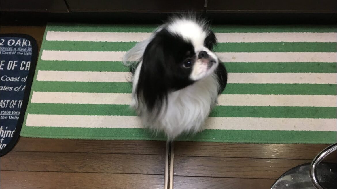 カワイイ声でごはん待ち