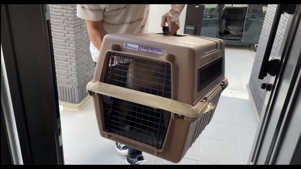 【超大型犬】　我が家にボーズがやって来た 1　Leonberger　レオンベルガー