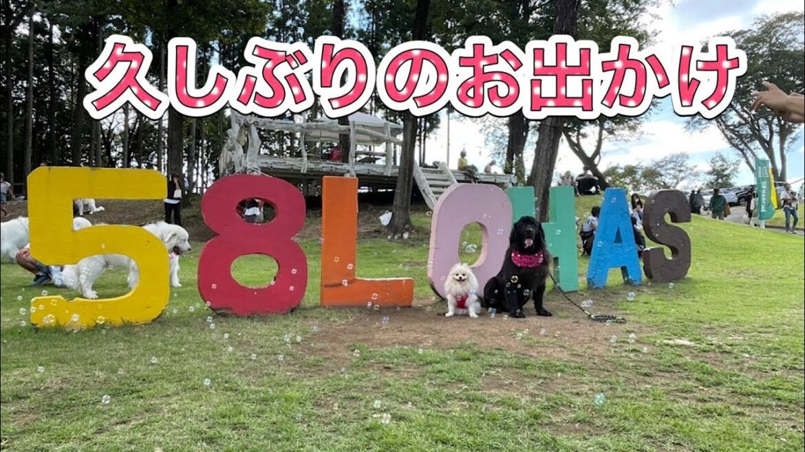 58ロハスクラブ　久しぶりのお出かけ♪ #ニューファンドランド　#ポメラニアン　#保護犬