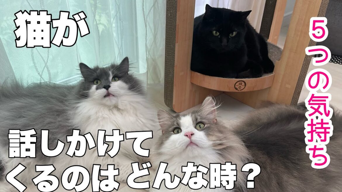 猫が話しかけてくるのはどんな時？５つの気持ち♡ノルウェージャンフォレストキャットと保護猫