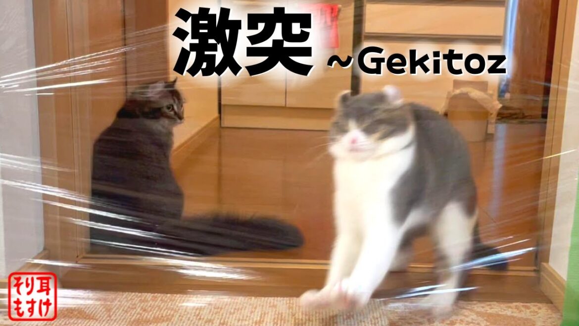 ラップチャレンジしてみたらオチが想像の斜め上すぎた【腹筋崩壊】