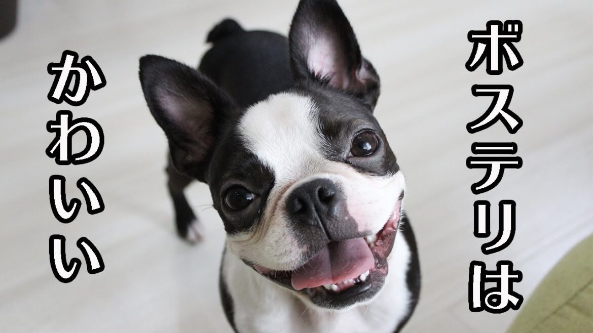 ５分でボストンテリアを好きになる動画できました！【ボステリ・bostonterrier】