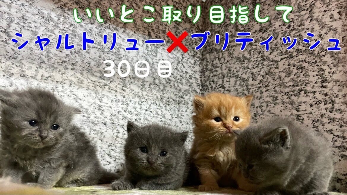 【シャルトリュー✖️ブリティッシュショートヘア子猫 30日】動きも出て来て身体やタイプが確認できる様になって来ました。