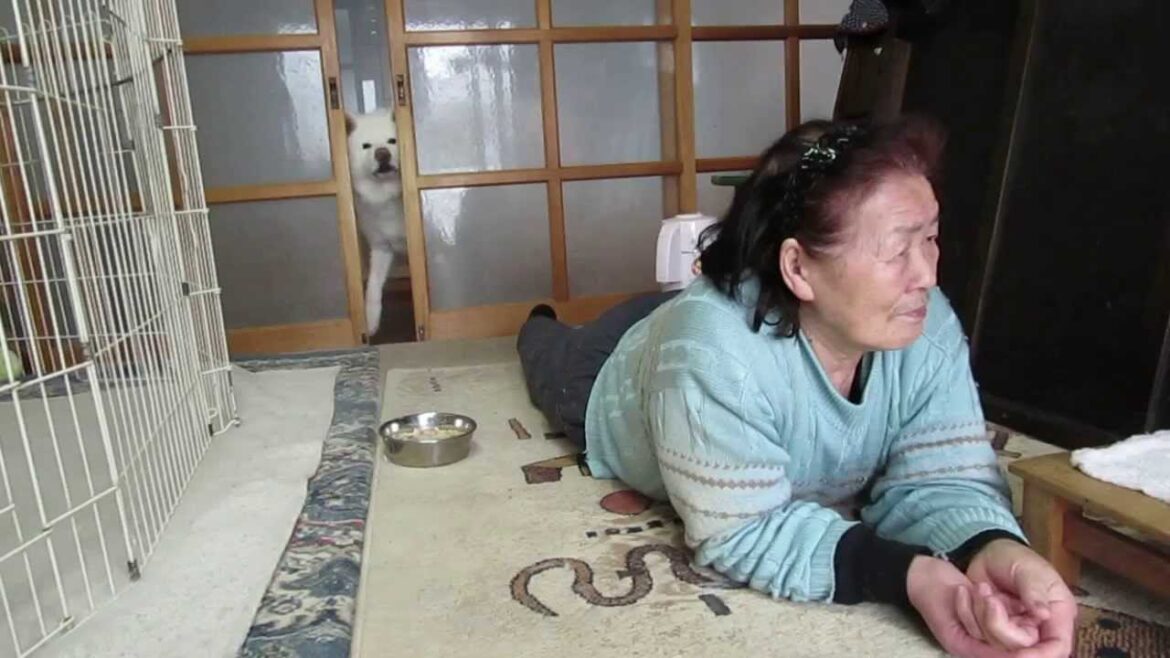 【秋田犬げんき】一人でつまらなかったので部屋に戻る【akita dog】