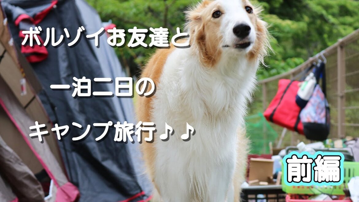 ボルゾイのお友達とキャンプで大はしゃぎ♪川遊びは怖かったかな？？【大型犬ボルゾイ】前編