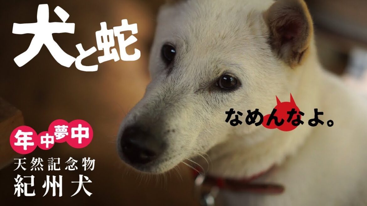【紀州犬】犬vsヘビ　田舎には戦いがつきものです。　危険！田舎暮らし番外編