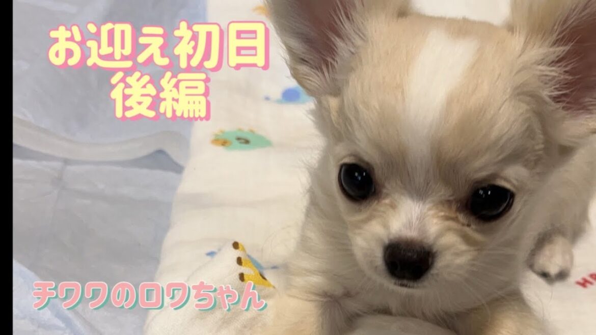 【お迎え初日/後編】生後2ヶ月のチワワがやってきた！