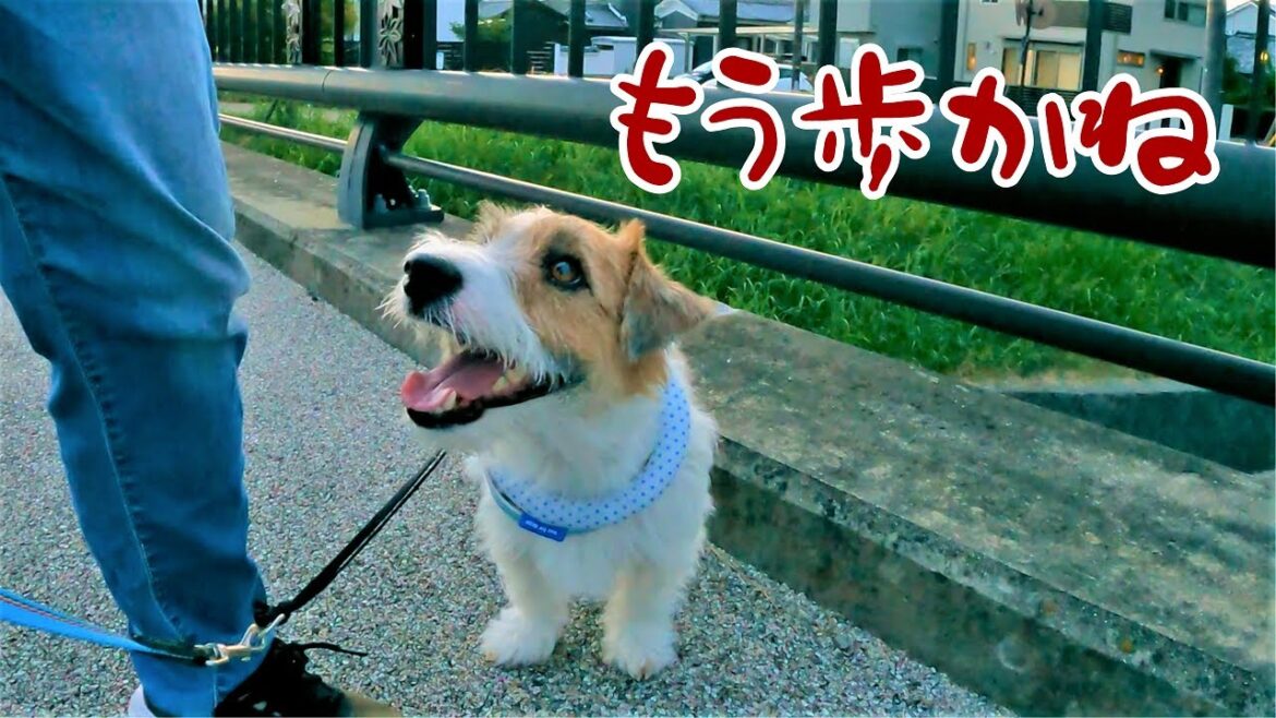 【ジャックラッセルテリア】散歩途中でボイコットする犬