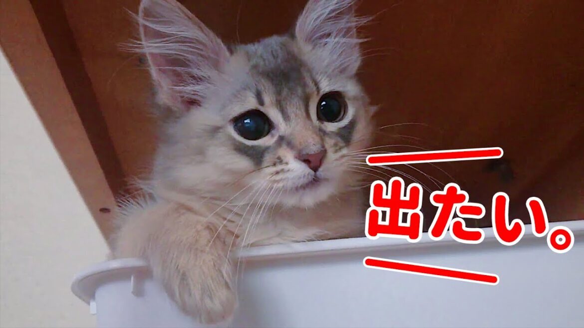 ケージから出してほしい時の鳴き声がかわいい子猫【ソマリ】 ケージから出してほしい時の鳴き声がかわいい子猫【ソマリ】