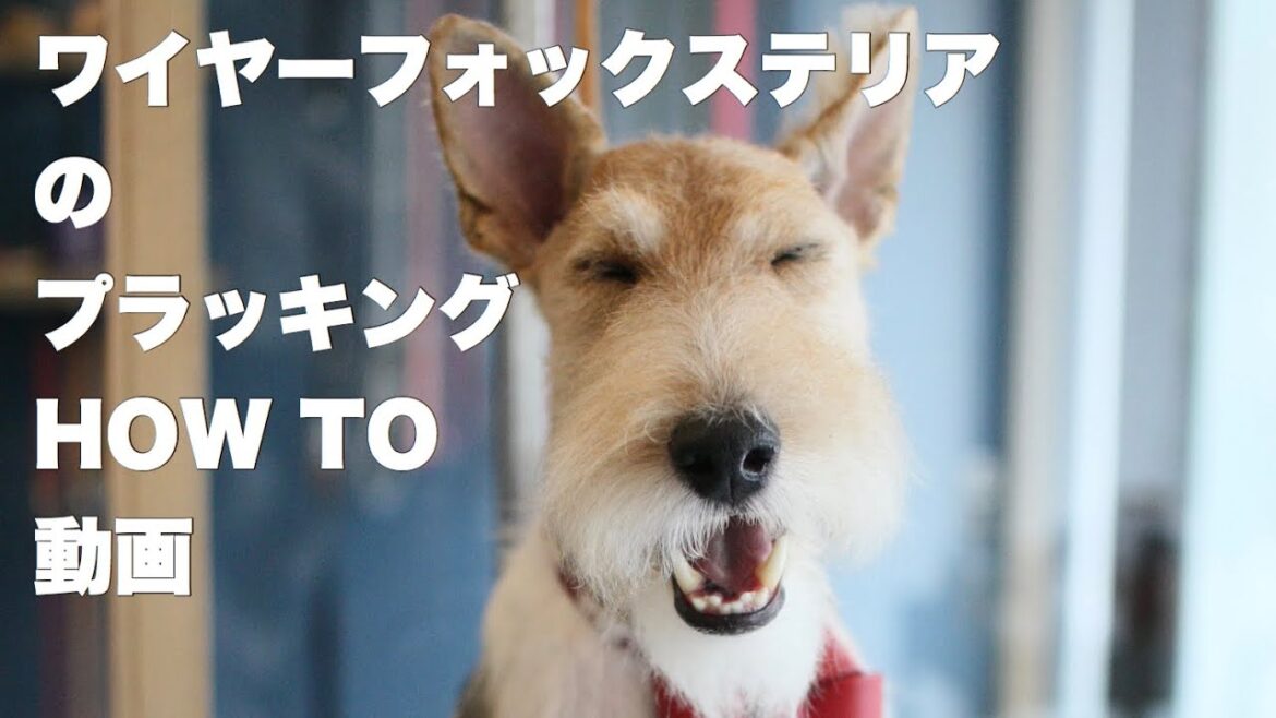 【テリアプラッキング】ボディのプラッキング