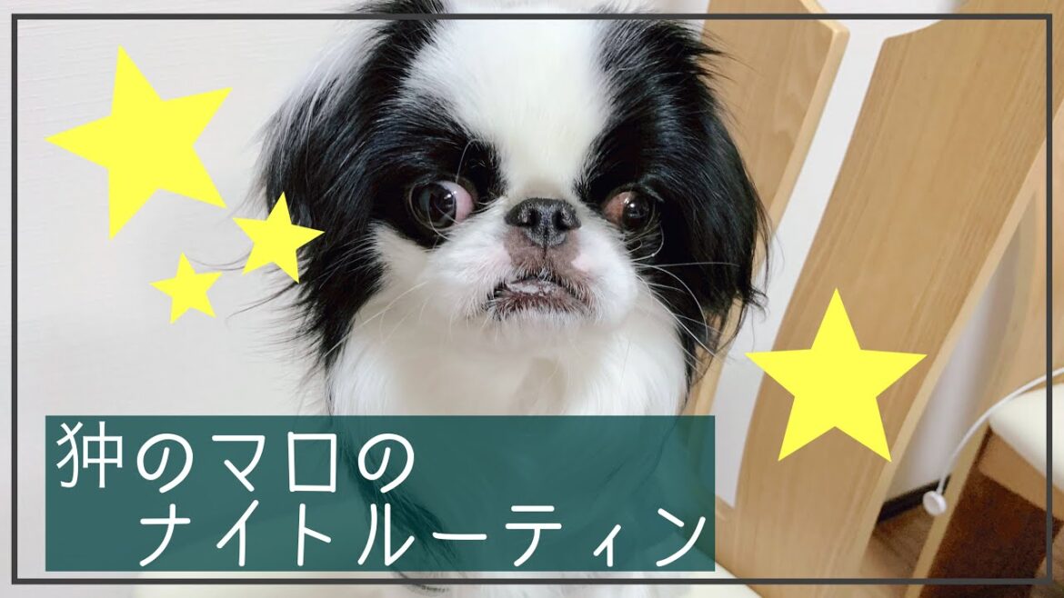 【ナイトルーティン】狆のマロに密着! 【ナイトルーティン】狆のマロに密着!