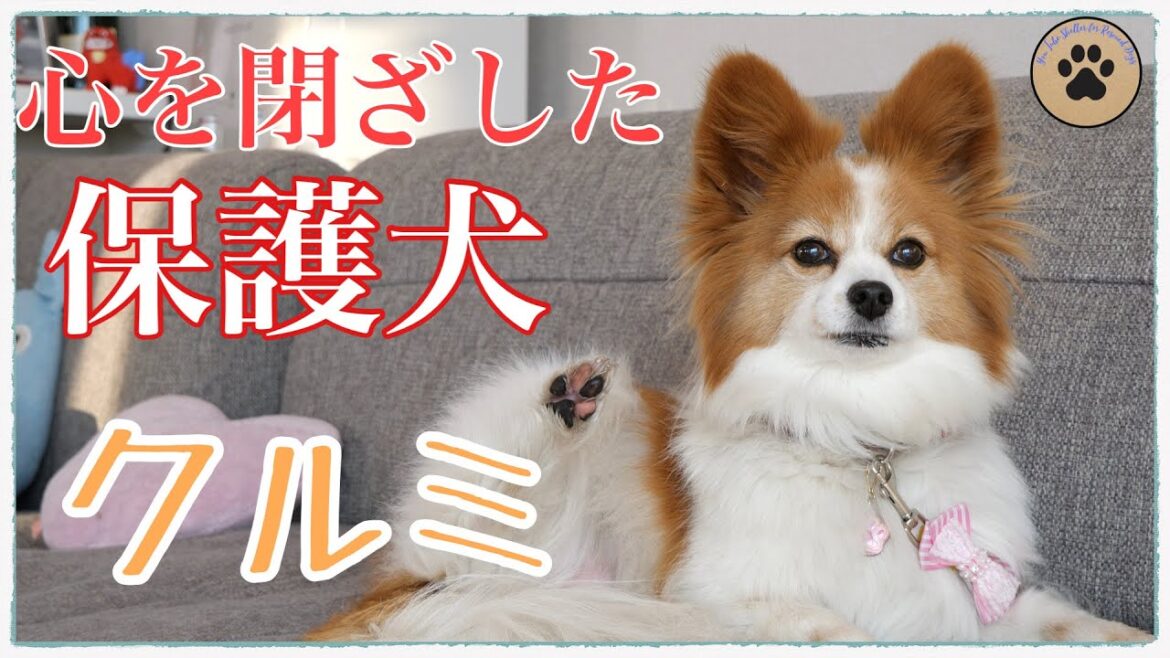 噛む！唸る！でも僕と離れたくないパピヨン【保護犬預かり】