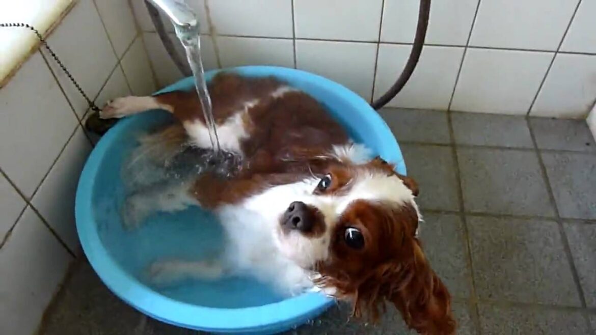 お風呂好きなキャバリア！ （Cavalier King Charles Spaniel）