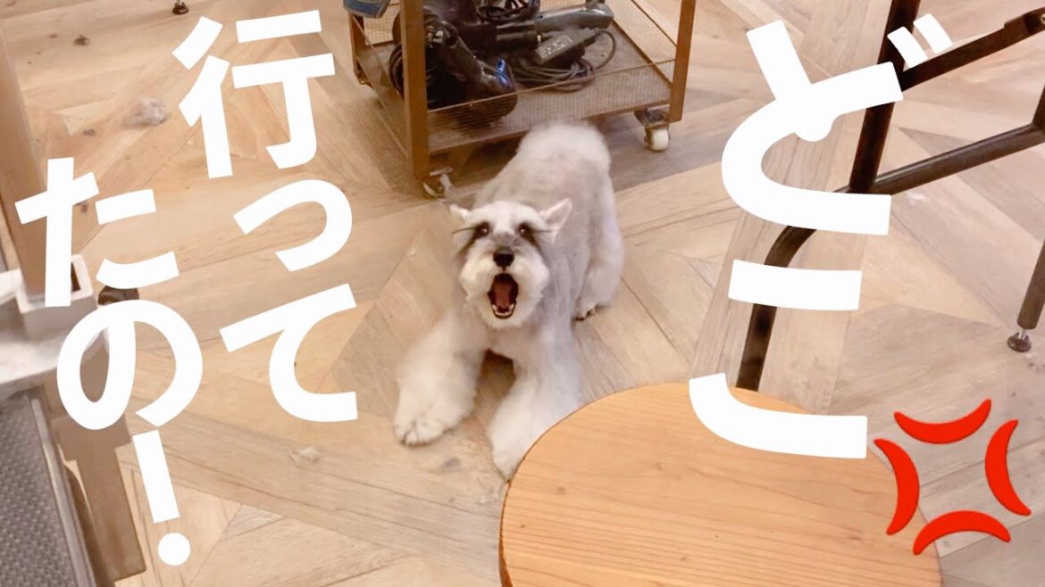 【かわいい】飼い主のお迎えに気づいて大騒ぎする犬【シュナウザージジトト】