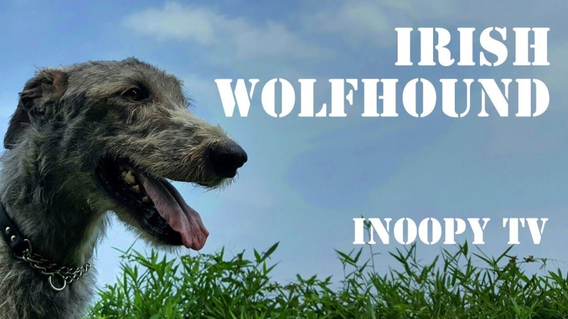 【ATTACK】Irish wolfhound アイリッシュウルフハウンド