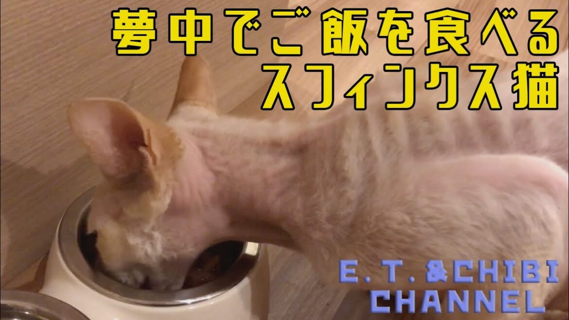 夢中でご飯を食べるスフィンクス猫／Sphinx cat crazy about eating meals