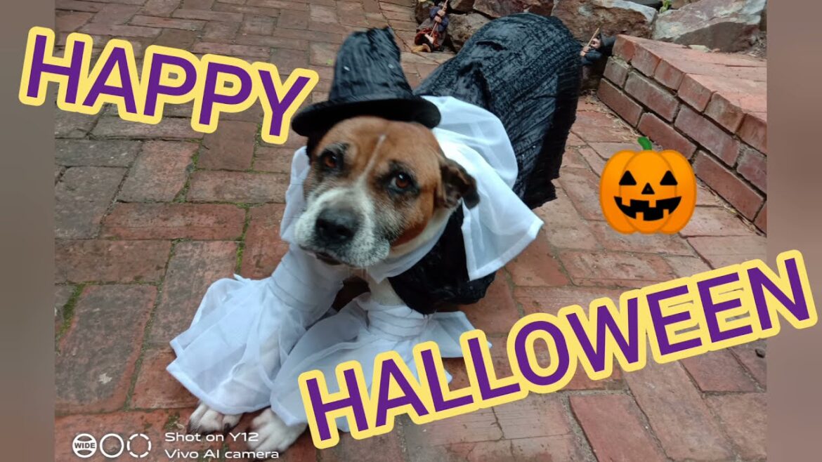 #Trick or Treat#スタッフォードシャーブルテリア#ルシファー#犬#ハロウィン#コスプレ#DIY#Lucifer #Halloween #Costume