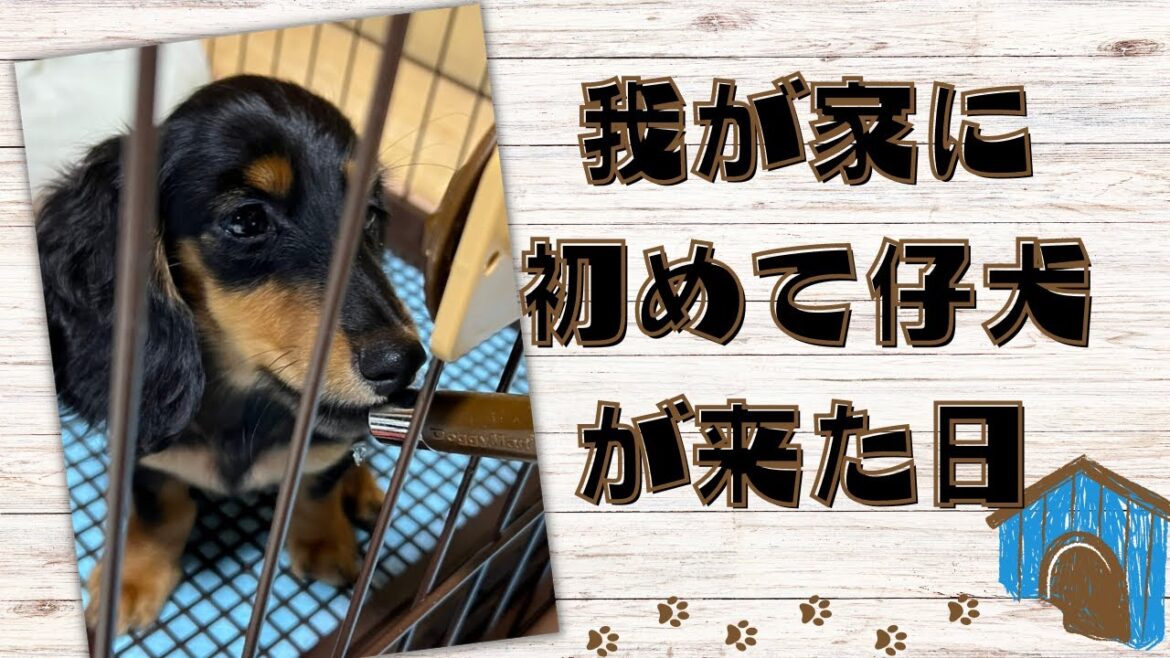 【犬Blog】わんちゃん初心者の家族が生後４か月の仔犬をお迎えした結果･･･