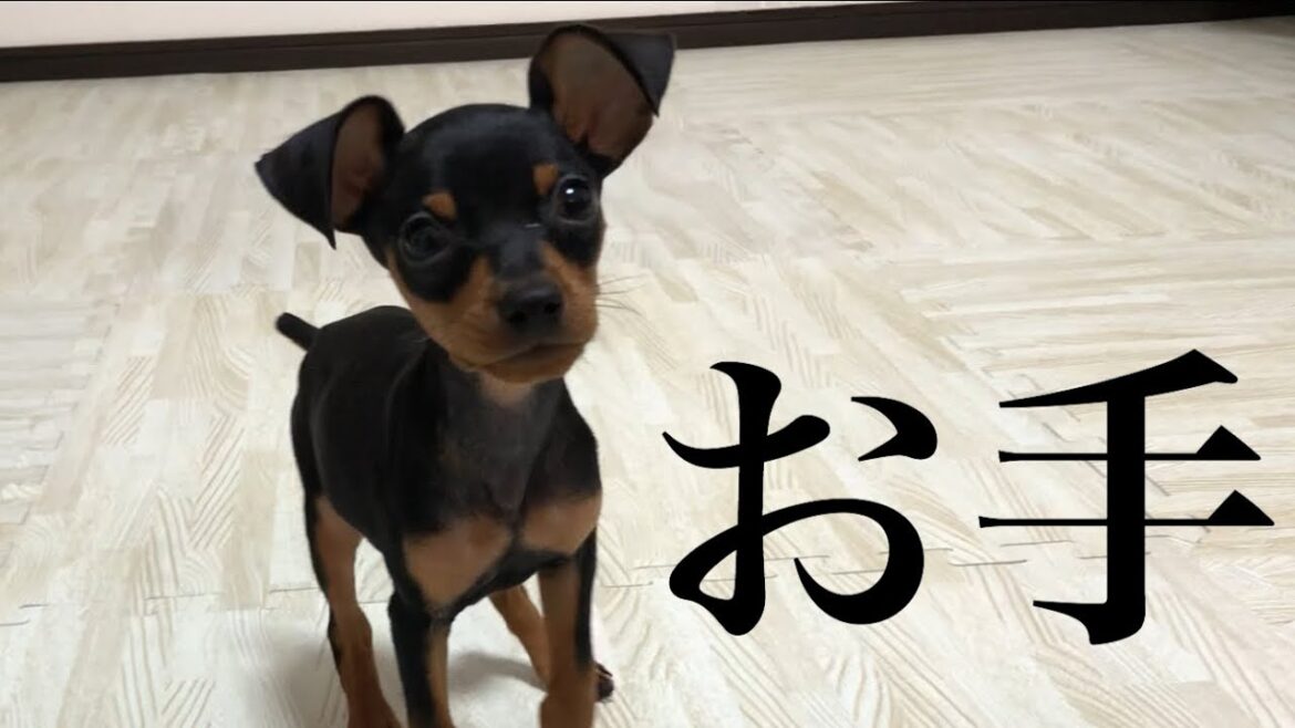 【ミニピン】お手を覚えた子犬