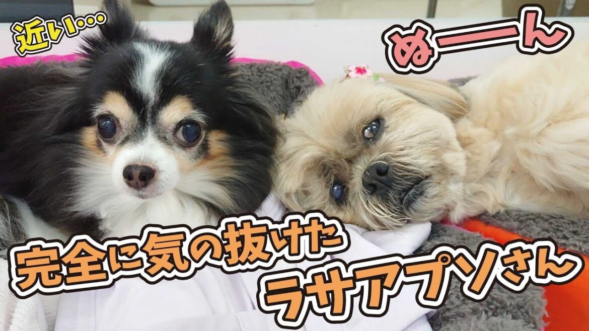 完全に気の抜けたラサアプソさん 【ひみつきちなう！③】2019年3月19日